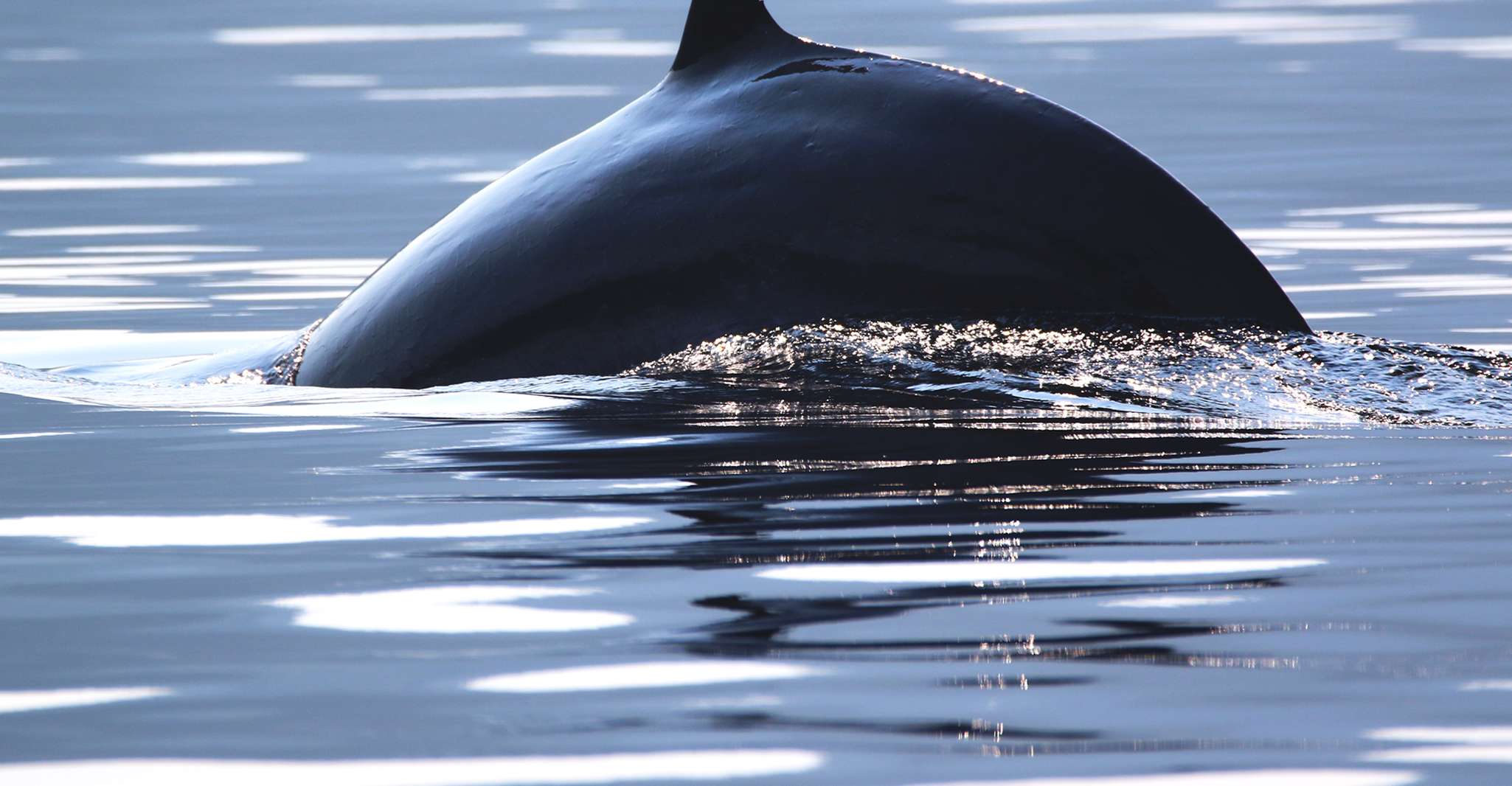 Tadoussac/Baie-Ste-Catherine, Whale Watch Zodiac Boat Tour - Housity