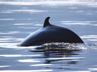Tadoussac/Baie-Ste-Catherine, Tour en barco de Zodiac de observación de ballenas - Hizvo