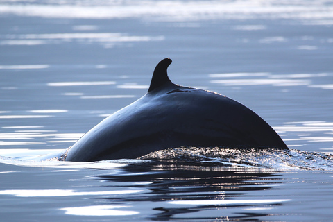 Tadoussac/Baie-Ste-Catherine: Whale Watch Zodiac Boat Tour Sunset Zodiac Whale Watch from Tadoussac Pier