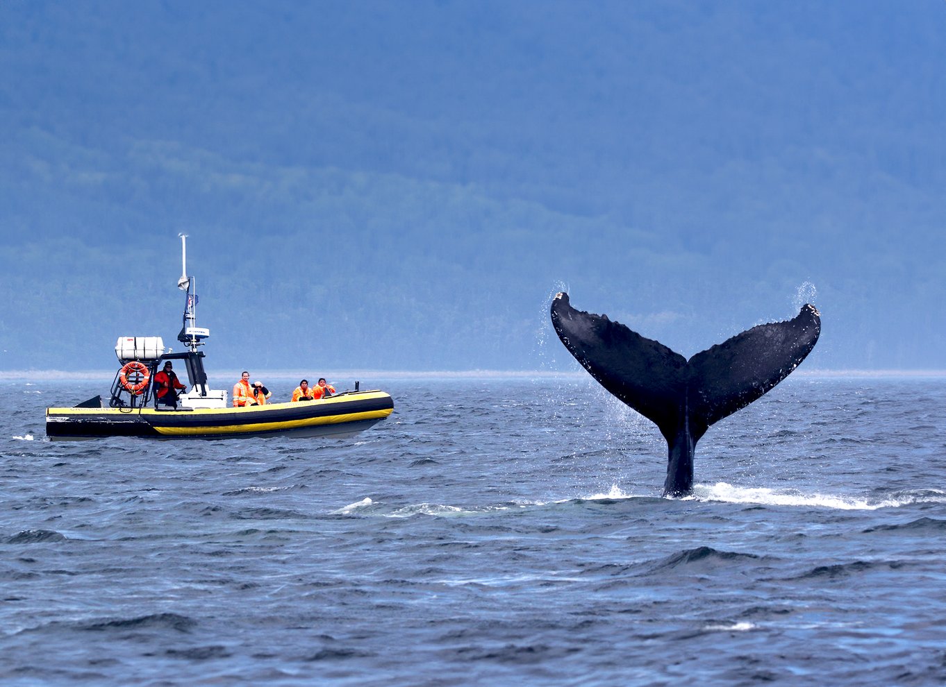 Tadoussac/Charlevoix: Zodiac-tur med hvalsafari