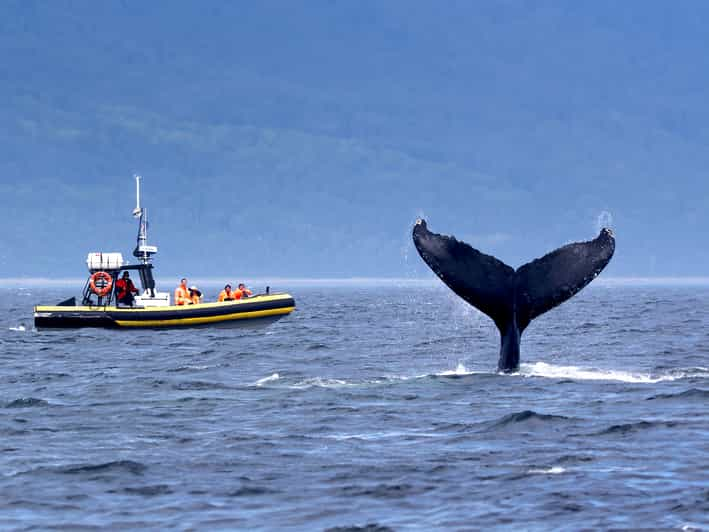 Tadoussac/Baie-Ste-Catherine: Tur Perahu Zodiak Mengamati Paus |  GetYourGuide