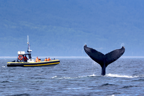 Tadoussac/Baie-Ste-Catherine: Whale Watch Zodiac Boat Tour Sunset Zodiac Whale Watch from Tadoussac Pier