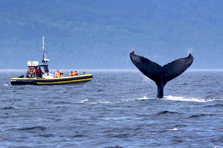 Tadoussac/Baie-Ste-Catherine: Whale Watch Zodiac Boat Tour Sunset Zodiac Whale Watch from Tadoussac Pier