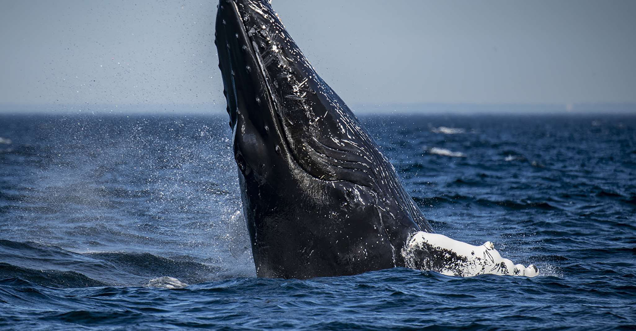 Tadoussac/Baie-Ste-Catherine, Whale Watch Zodiac Boat Tour - Housity