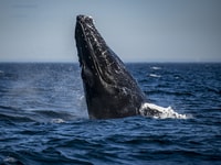 Tadoussac/Baie-Ste-Catherine, Tour en barco de Zodiac de observación de ballenas - Hizvo