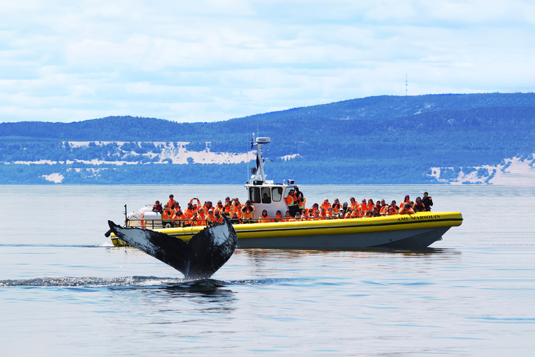 Tadoussac/Baie-Ste-Catherine: Whale Watch Zodiac Boat Tour Sunset Zodiac Whale Watch from Tadoussac Pier