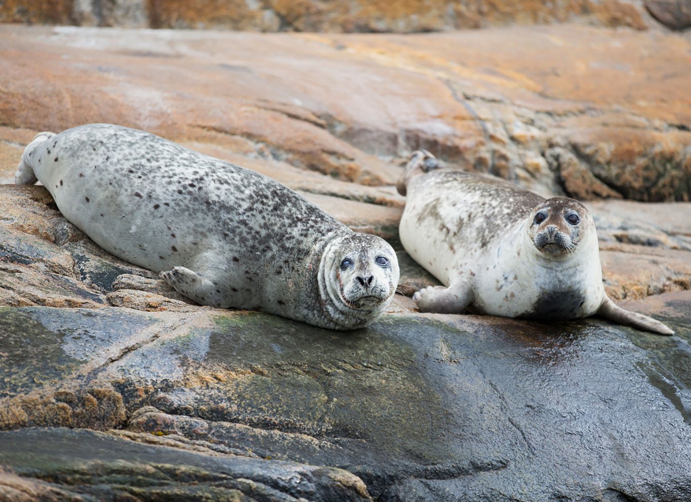Tadoussac/Charlevoix: Zodiac-tur med hvalsafari