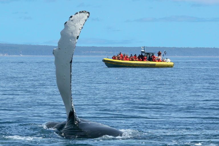 Tadoussac/Baie-Ste-Catherine: Whale Watch Zodiac Boat Tour Sunset Zodiac Whale Watch from Tadoussac Pier