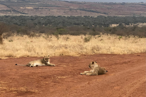 Kigali: Akagera National Park Safari with Lunch & Wi-Fi