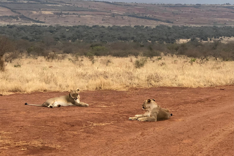 Kigali: Akagera National Park Safari with Lunch & Wi-Fi