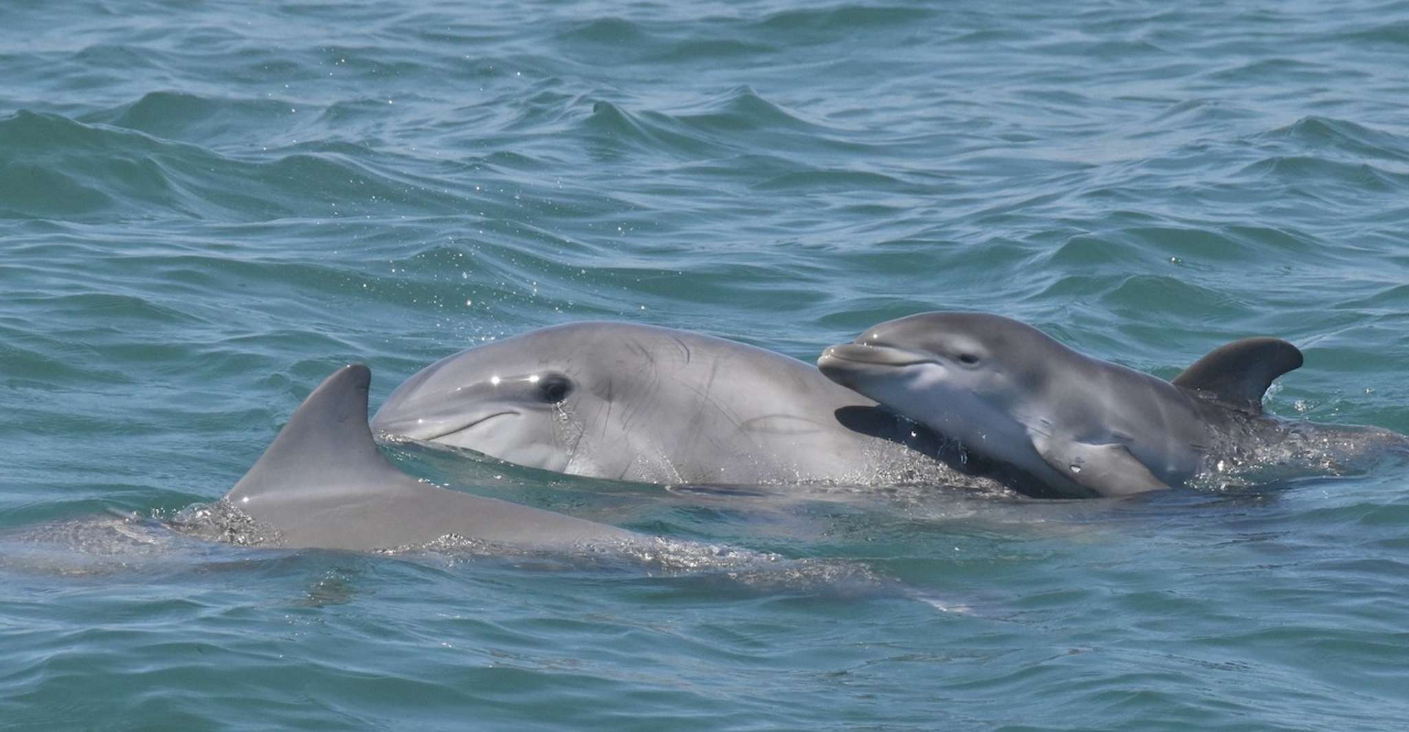 Cape May, Delfine und Vögel beobachten Kreuzfahrt - Hizvo