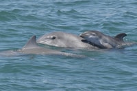 Crucero de avistamiento de delfines y aves en el Cabo de Mayo - Hizvo