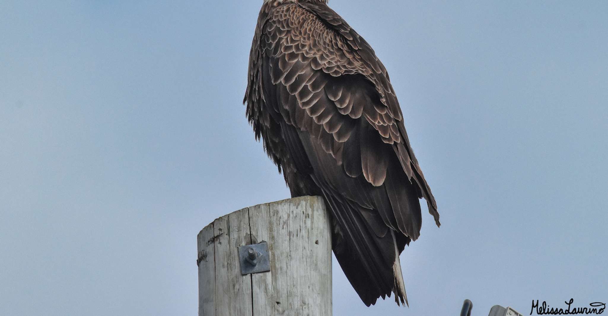 Cape May, Delfine und Vögel beobachten Kreuzfahrt - Hizvo