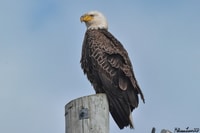 Crucero de avistamiento de delfines y aves en el Cabo de Mayo - Hizvo