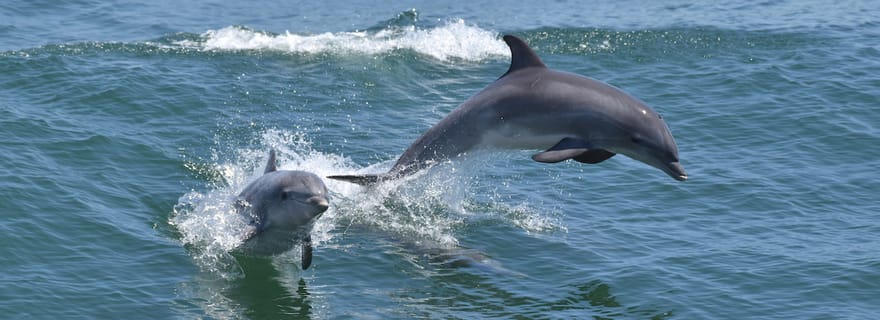 Cape May : Croisière d'observation des dauphins et des oiseaux