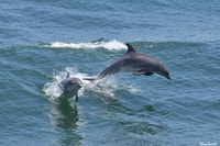 Crucero de avistamiento de delfines y aves en el Cabo de Mayo - Hizvo