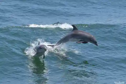 Cape May: Delphin- und Vogelbeobachtungstour