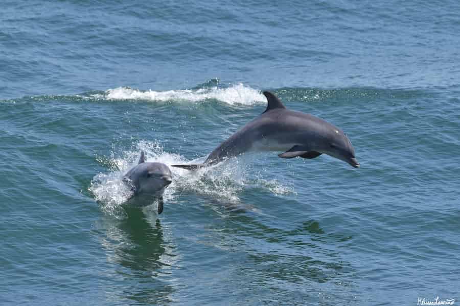 Cape May: Delphin- und Vogelbeobachtungstour. Foto: GetYourGuide