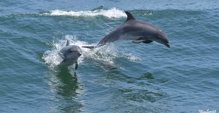 New Yorkers fascinated as dolphins spotted swimming in East River, New  York