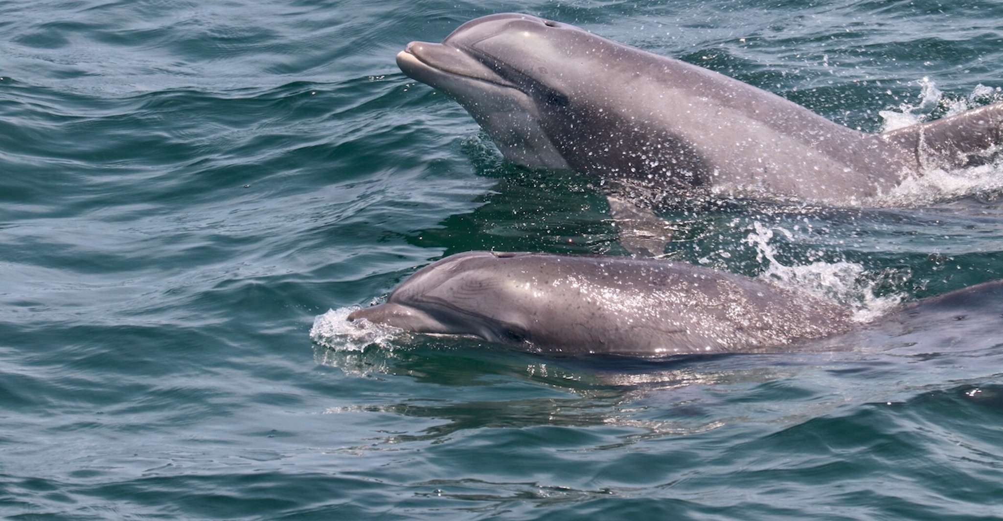 Cape May, Sonnenuntergang Dolphin beobachten Kreuzfahrt mit Lebensmitteln - Hizvo