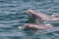 Cabo de mayo, Sunset Dolphin viendo crucero con comida - Hizvo
