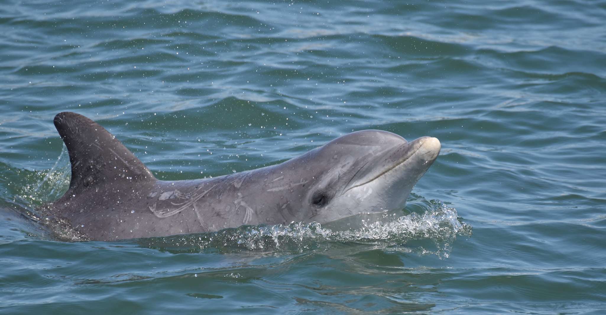 Cape May, Sonnenuntergang Dolphin beobachten Kreuzfahrt mit Lebensmitteln - Hizvo