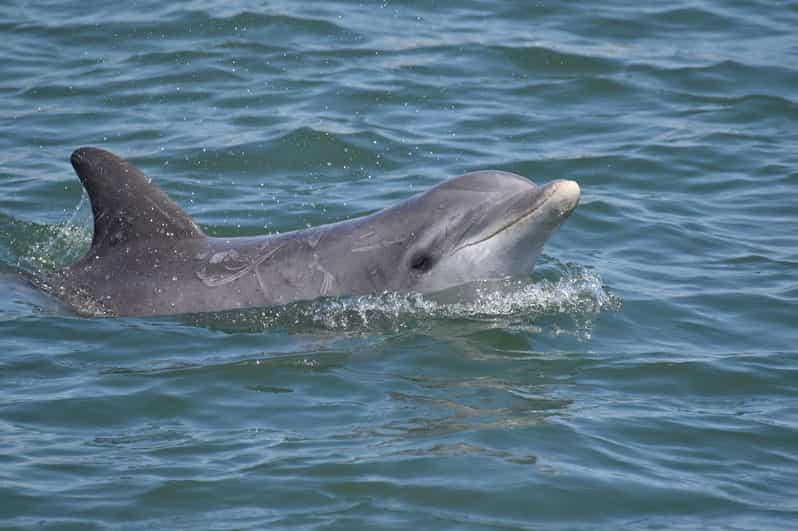 Cape May: Sunset Dolphin Watching Cruise with Food | GetYourGuide