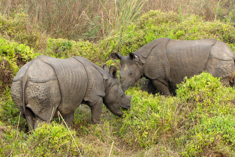 Chitwan Jungle Safari 3 nachten 4 dagen