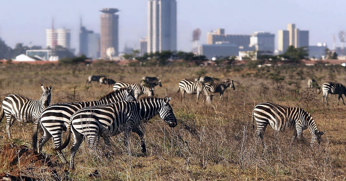 Dagstur Til Nairobi Park Elefantprojekt Og Girafcenter Getyourguide