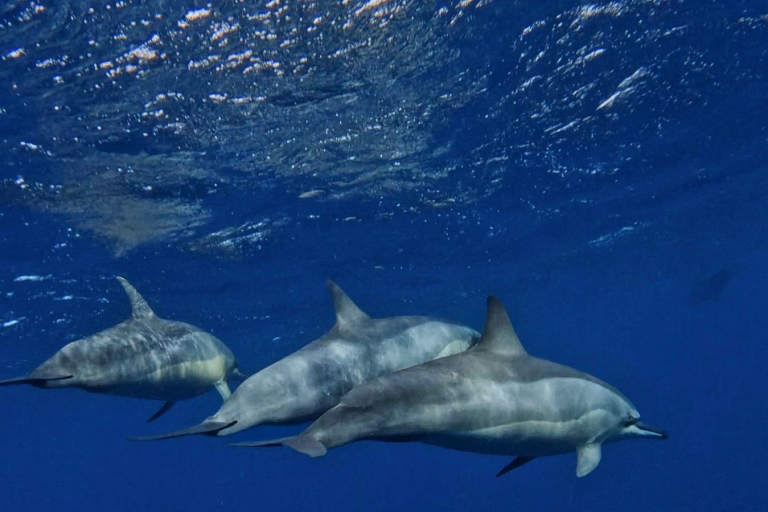 Bel Ombre: privéboot, zwemmen met dolfijnen met lunch