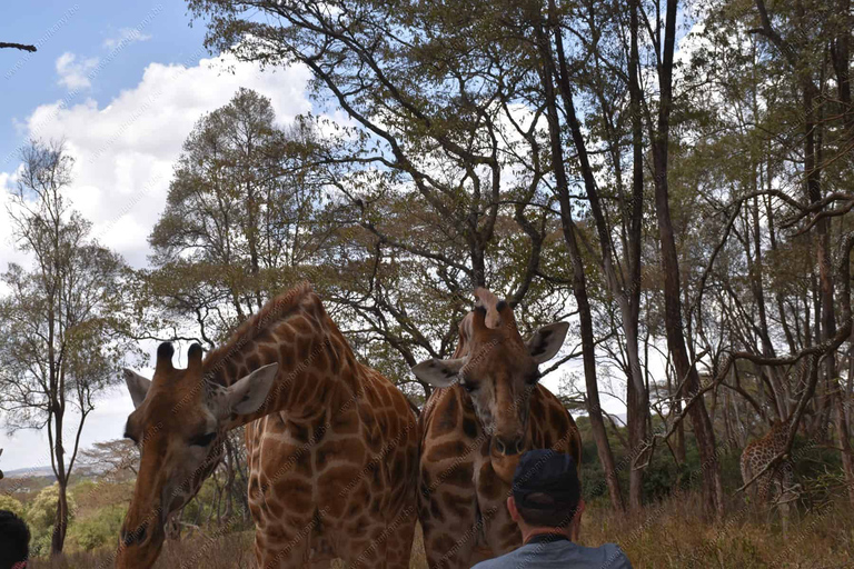 Excursión de un día al Proyecto Elefante y Centro de Jirafas