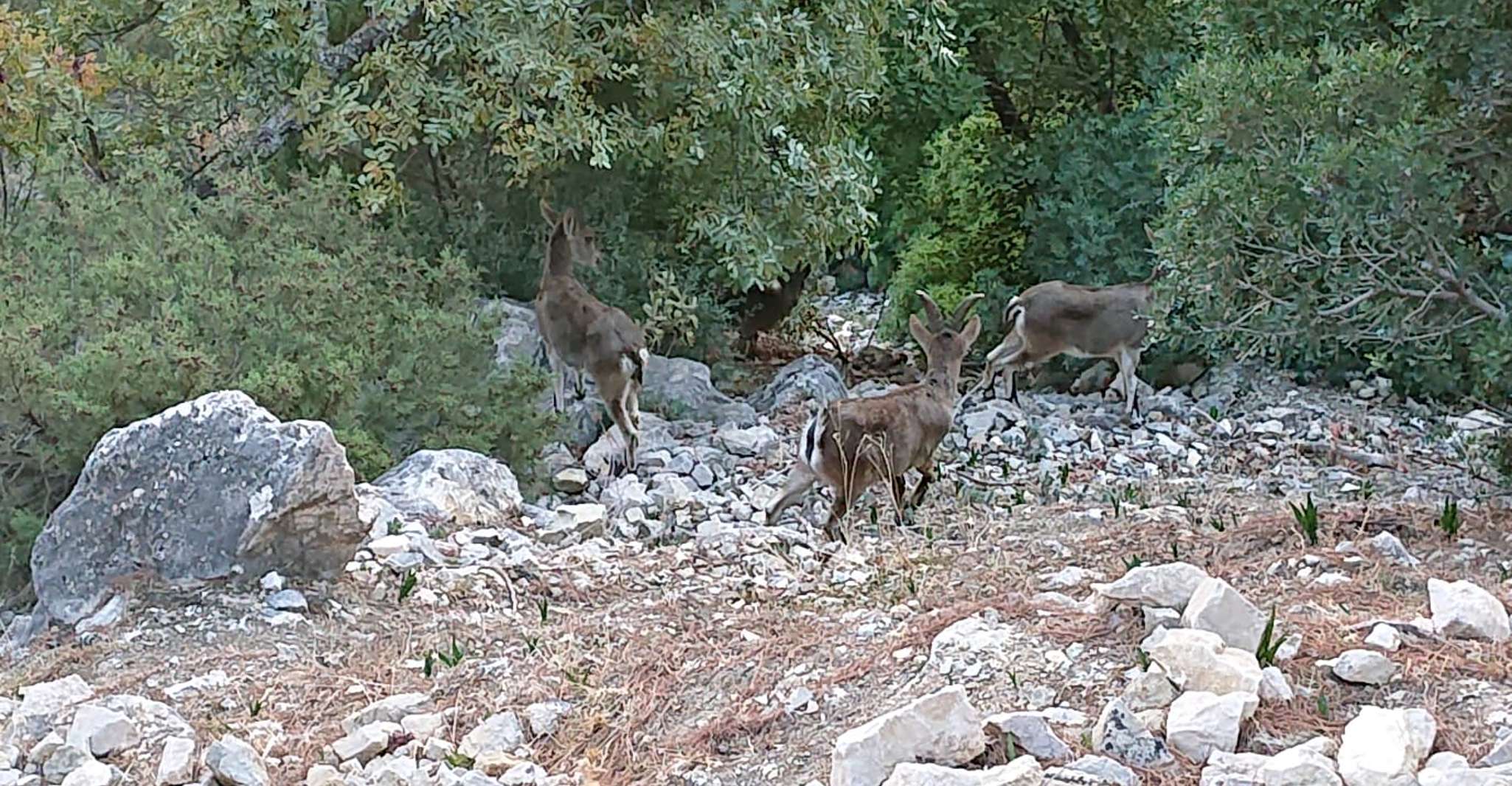 Caminito del Rey, Führung mit 1 Drink und Shuttle Bus - Hizvo