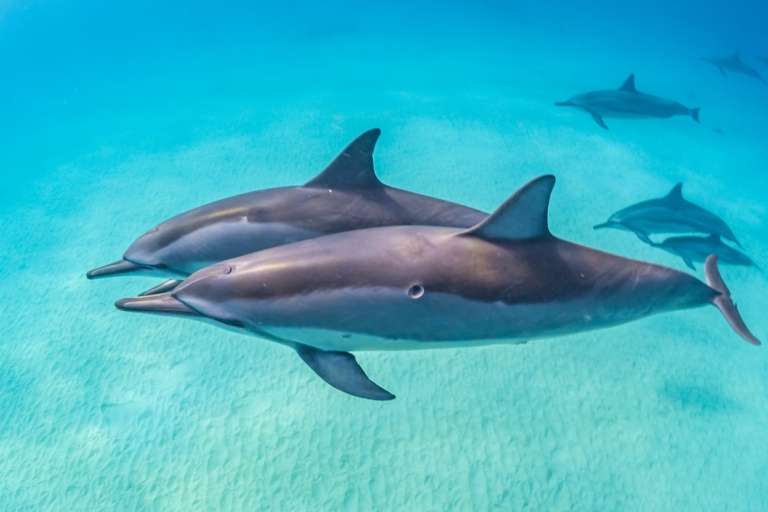 Marsa Alam: Sataya Reefs Delfin-Schnorchelausflug mit Mittagessen