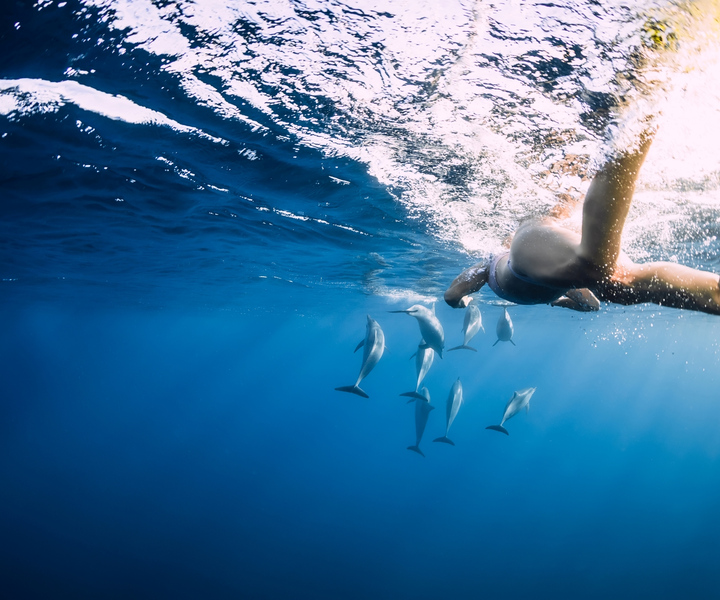 Marsa Alam: Sataya Reefs Dolphin Snorkel Cruise with Lunch