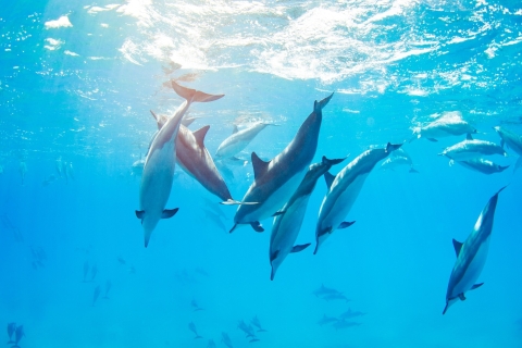 Marsa Alam : Croisière avec tuba pour les dauphins de Sataya Reefs avec déjeuner