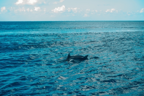 Marsa Alam: Sataya Reefs Dolfijn-snorkelcruise met lunch
