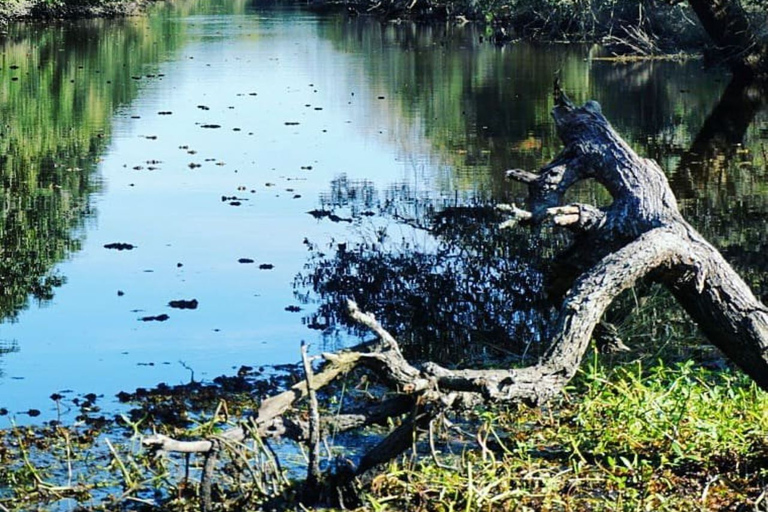 Boat Tour of Louisiana Bayous Near New Orleans