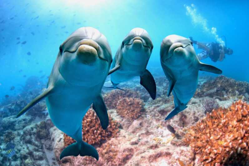 Hurghada: tour in barca per l'avvistamento dei delfini con snorkeling e pranzo