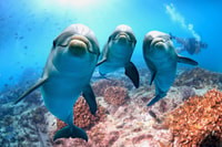 Excursión en barco Hurghada, Dolphin Watching con Snorkeling y Almuerzo - Hizvo