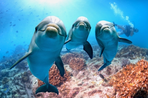 Bahía de Makadi: Tour en barco para avistar delfines con traslados privadosCrucero en barco, snorkel y almuerzo con traslado privado