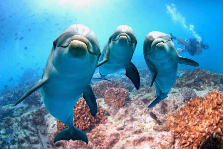 Hurghada: Bootstour zur Delfinbeobachtung mit Schnorcheln und Mittagessen