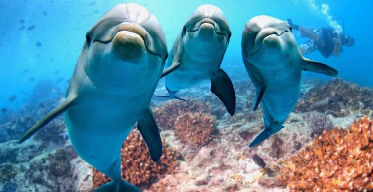 Hurghada: Výlet lodí za delfíny se šnorchlováním a obědem