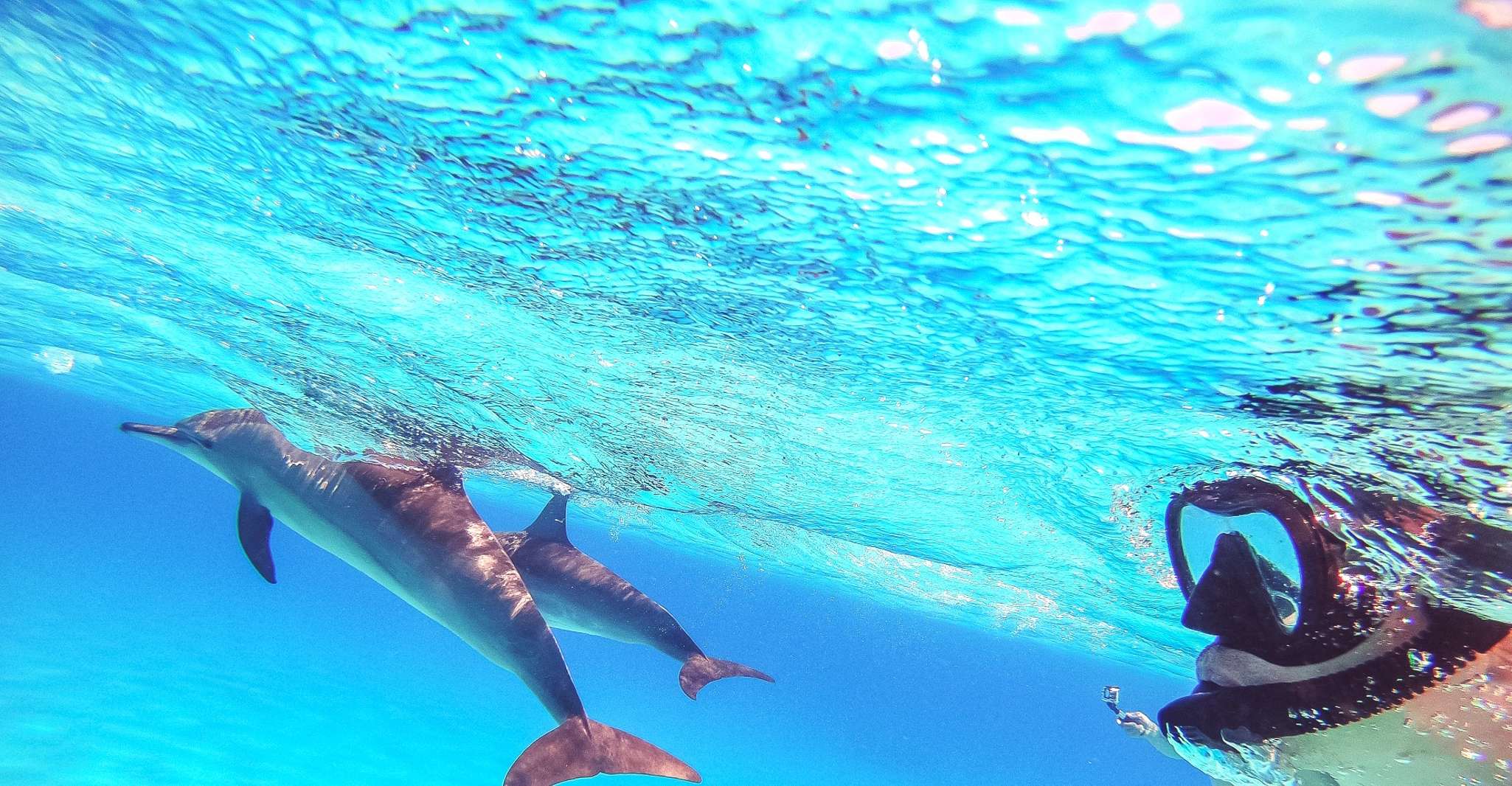 Hurghada, Şnorkelle Dolphin İzleme Tekne Turu & Öğle Yemeği - Hizvo
