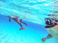 Excursión en barco Hurghada, Dolphin Watching con Snorkeling y Almuerzo - Hizvo