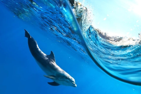 Makadi Bay: Dolphin Watching Boat Tour w/ Private Transfers Boat Cruise, Snorkeling, and Lunch with Private Transfer