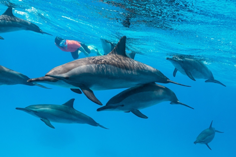 Baie de Makadi : Excursion en bateau pour observer les dauphins avec déjeuner et boissons
