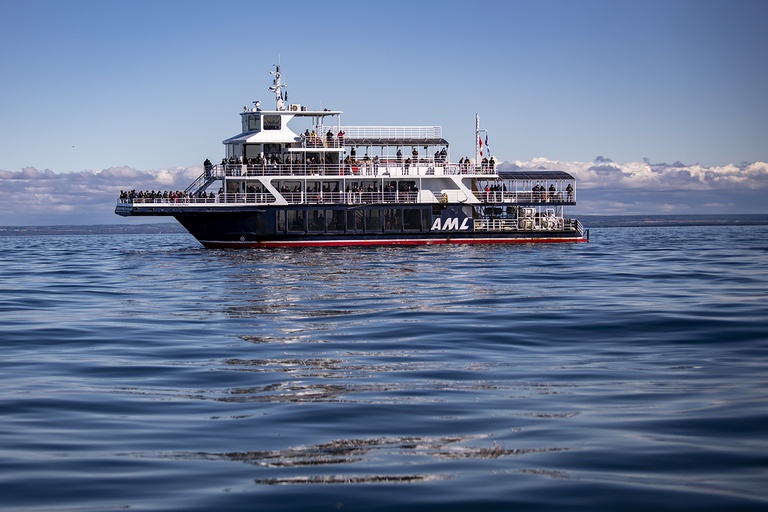 Tadoussac or Baie-Sainte-Catherine: Whale Watching Boat Tour Standard Cruise from Tadoussac