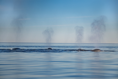 Tadoussac or Baie-Sainte-Catherine: Whale Watching Boat Tour Standard Cruise from Tadoussac