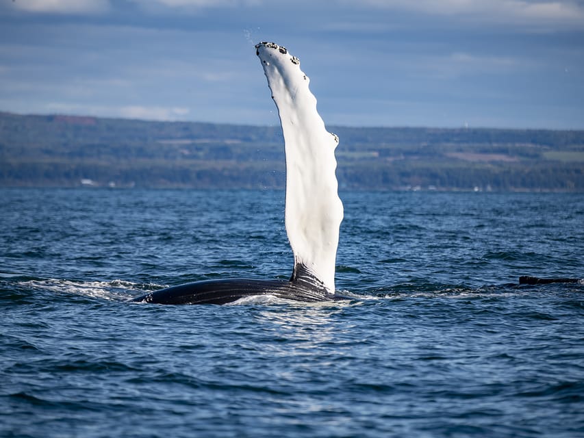 Tadoussac Ou Baie-Sainte-Catherine : Excursion En Bateau Pour L ...