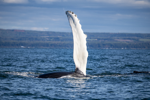 Tadoussac eller Baie-Sainte-Catherine: Båttur för valskådningStandardkryssning från Tadoussac